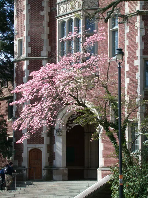 Arch in the spring with a flowering tree in front