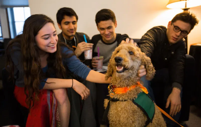 Reading Period Therapy Dog