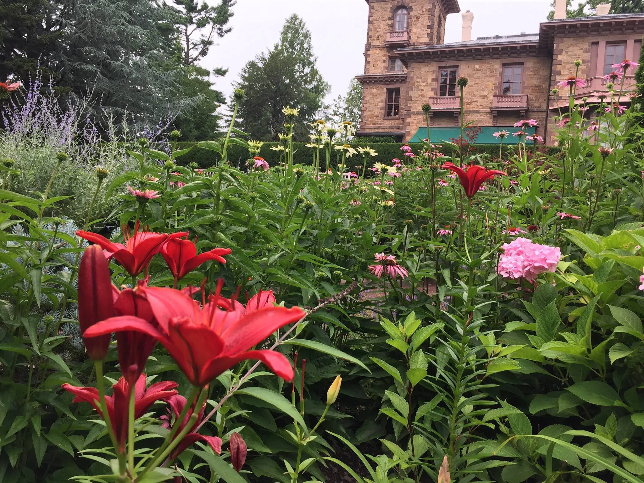 Garden in Bloom