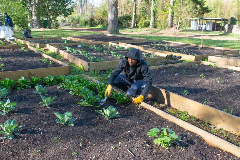 Images of differnet students working in the dirt with plants in the community garden on the campus of Andrew College across from Old Main.