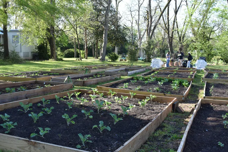 Wideshot image of new boxes growing vegetables in the community garden on the campus of Andrew College.