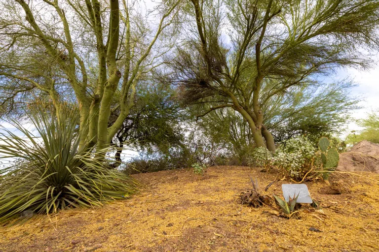 Desert foliage appears on a small hill behind a plague that gives additional information on the agave plant.