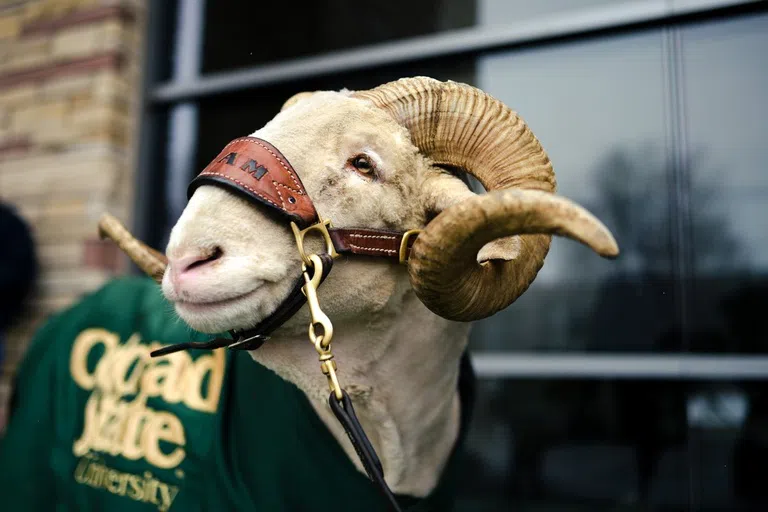 CSU_CAM_the_Ram