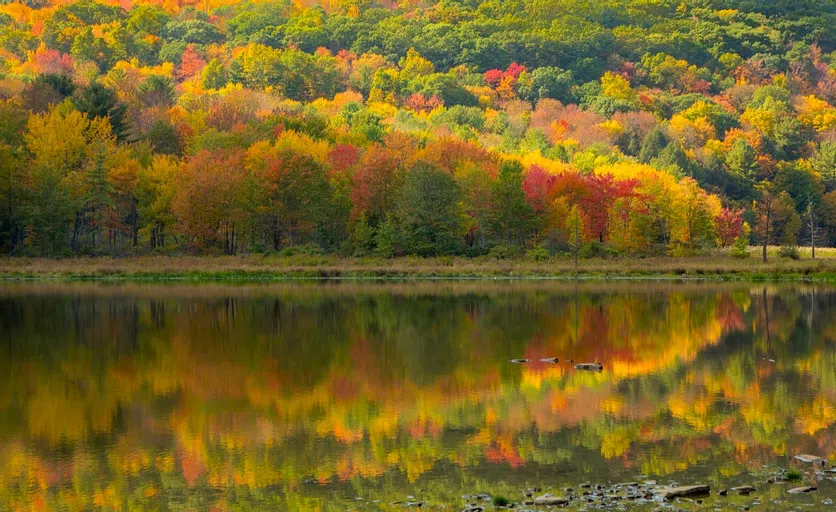 View of trees and pond in the nature preserve