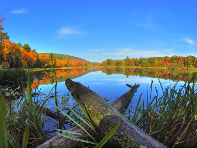 View of the nature preserve pond.