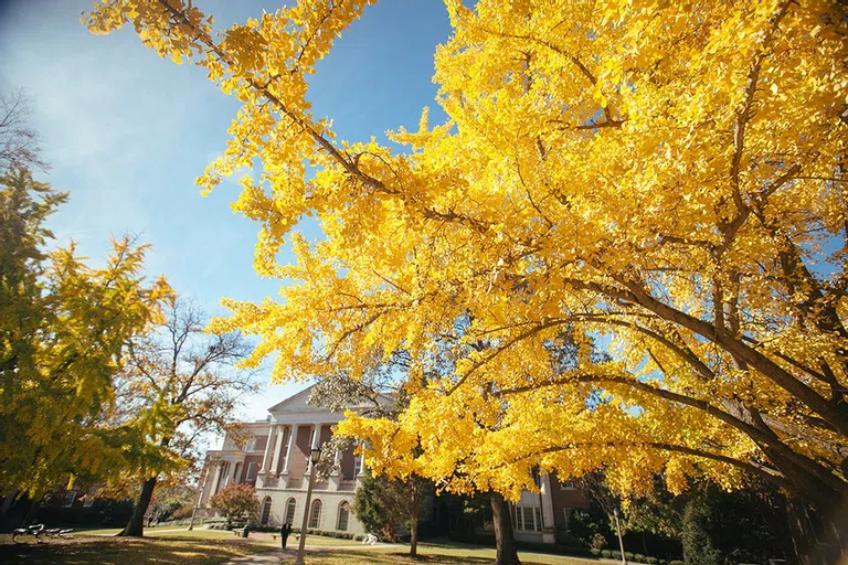 Photo of Ginkgo tree with yellow leaves