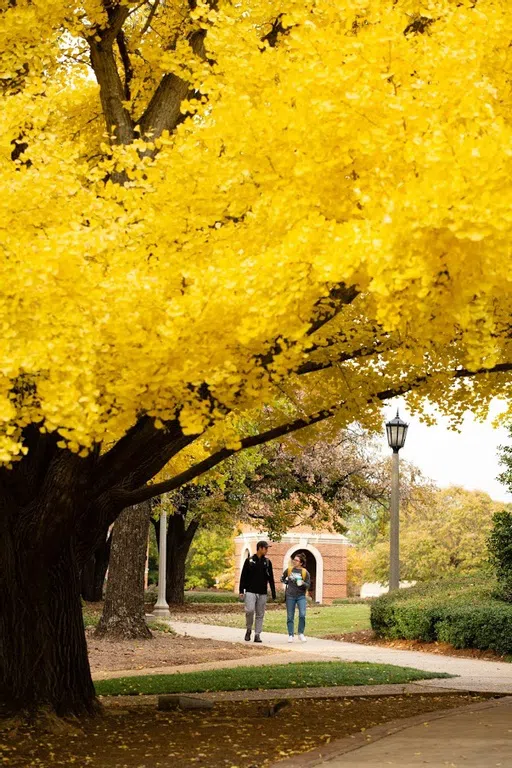 A view of students walking towards the Ginkgo tree