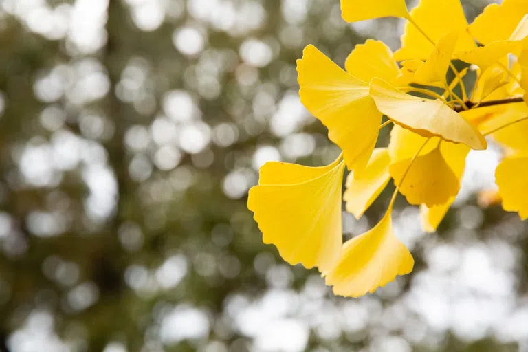 Close up photo of yellow Ginkgo leaves 