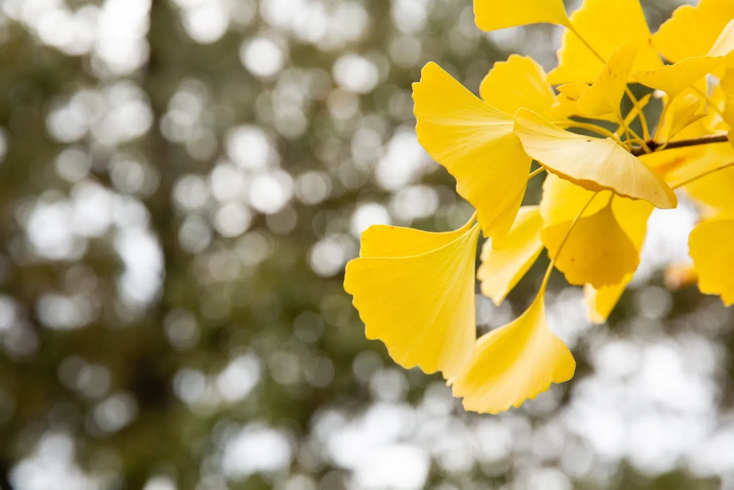 Close up photo of yellow Ginkgo leaves 