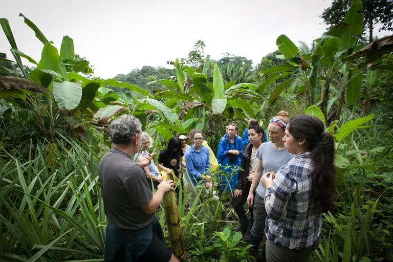 Students gather around a professor in the rainforest of Belize. Behind them are large, leafy green plants.