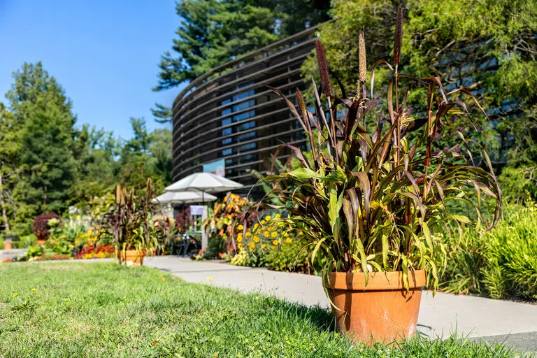 Pots of millet sit outside the Nevin Welcome Center as part of the Seeds of Survival and Celebration Installation at Cornell Botanic Gardens. Credit: Noël Heaney (UREL)