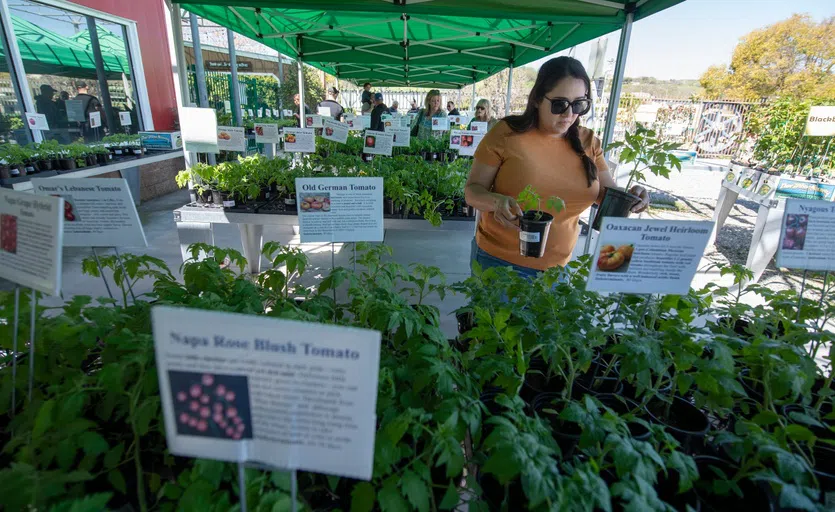 Tomatozania Shopping