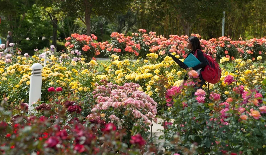 Student in Rose Garden