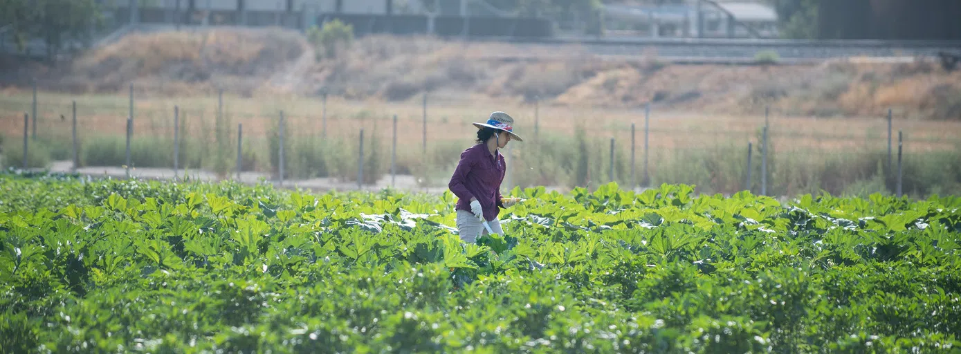 Spadra Farming