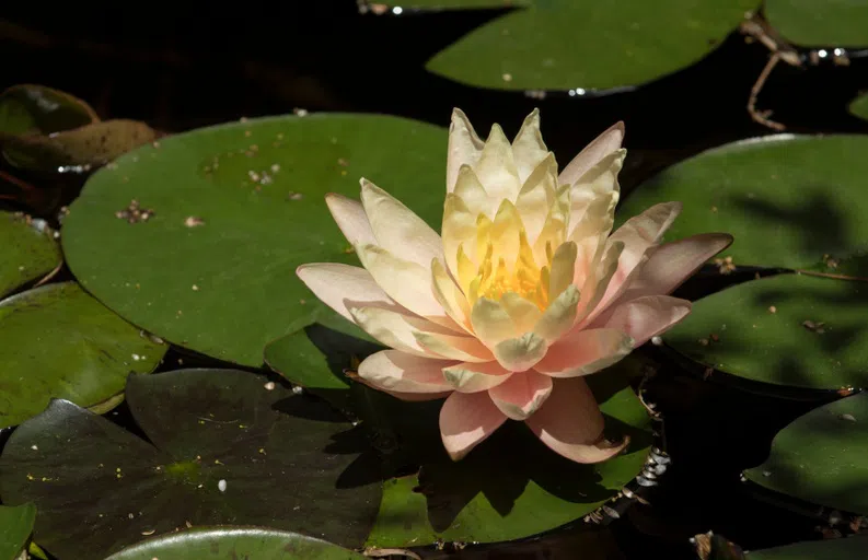 A water lily floating next to a lily pad