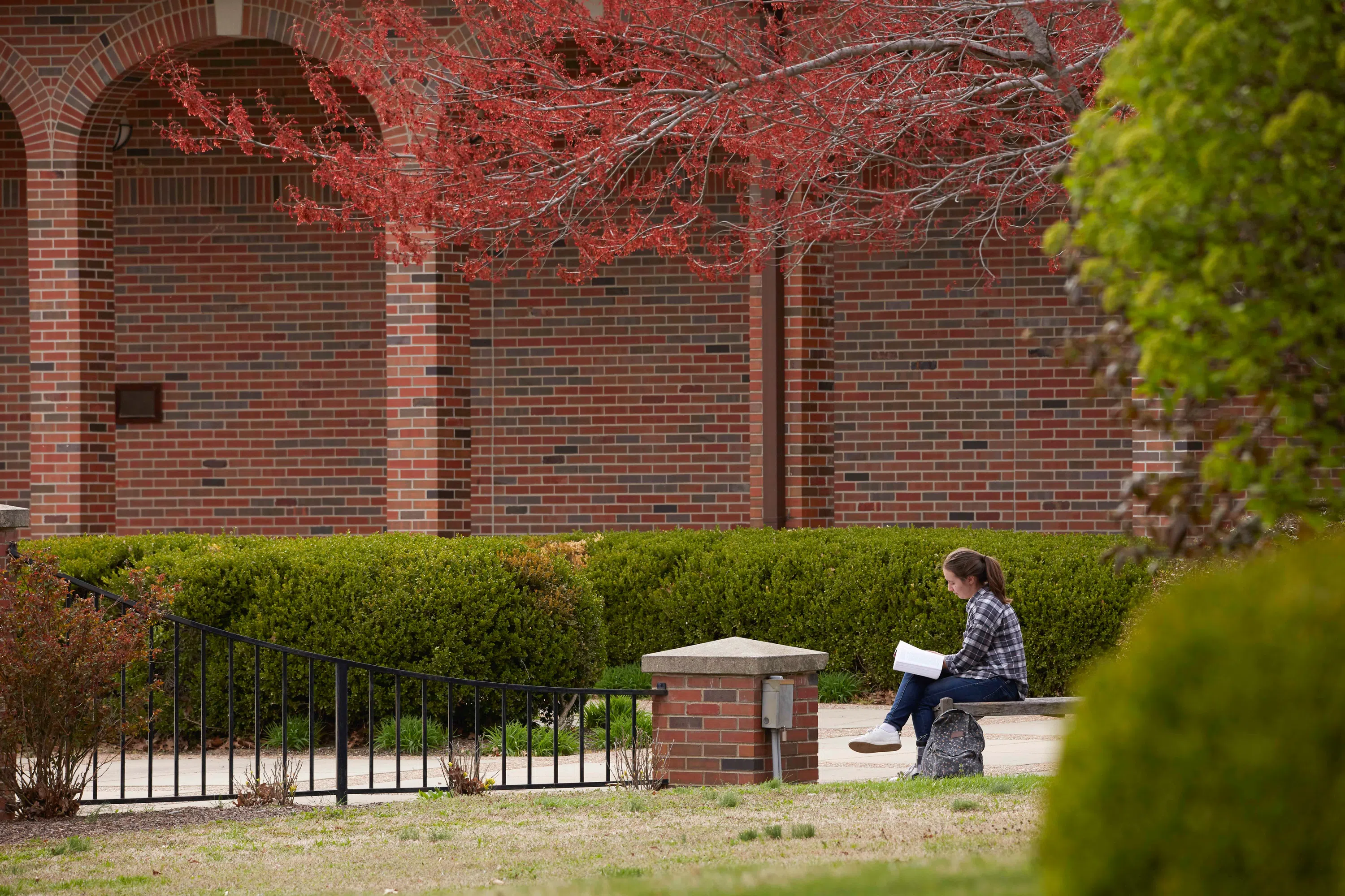 A tree branch with red blooms hangs over a student reading on a courtyard bench