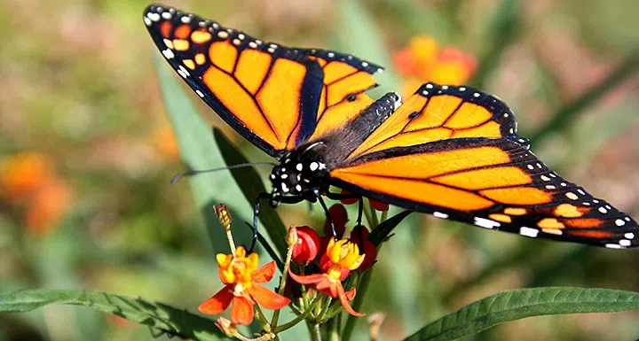 monarch butterfly