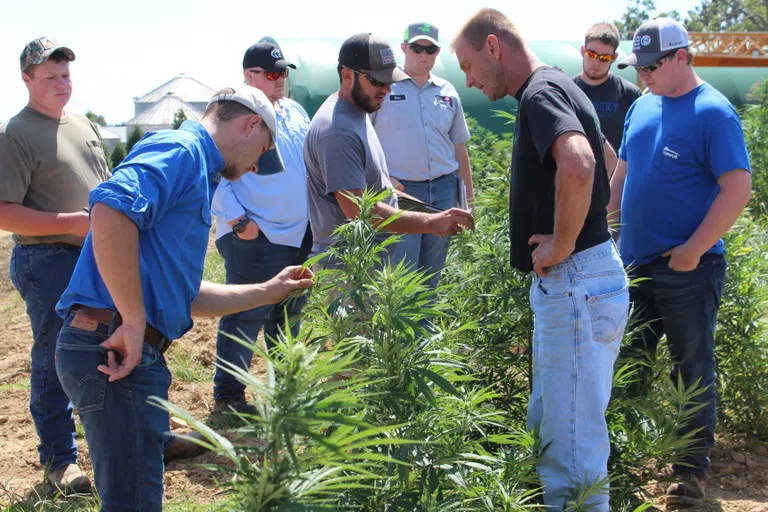 Agriculture students analyze crop growth at a hemp farm.