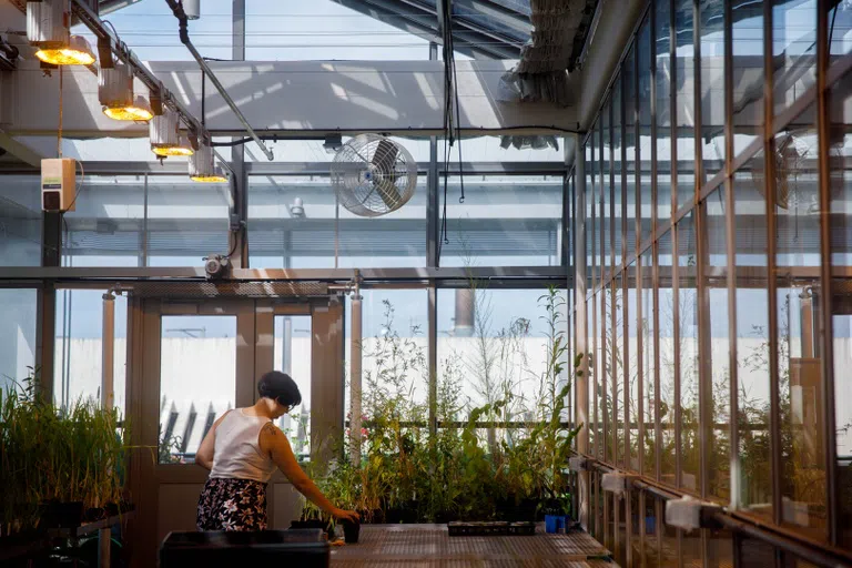 A student tending to a plant in a greenhouse