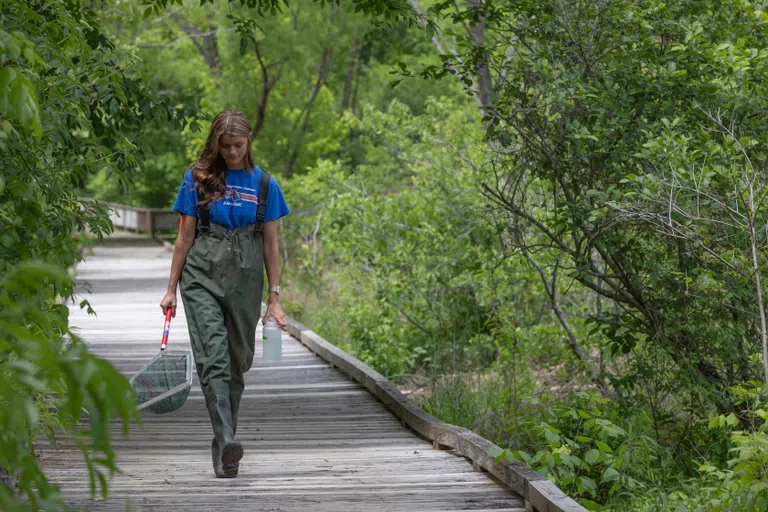 Student walks along the boardwalk after gathering samples from the Paris Lake Wetlands