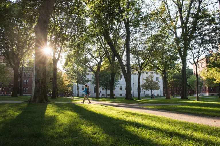 A student walks on a pathway through Harvard Yard, where we see grass, trees, and a white building in the background.