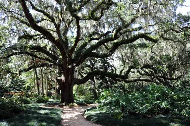 Famous Hammock Oaks of Washington Oaks State Park