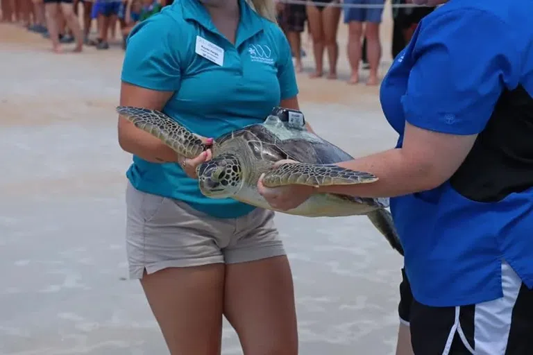 Sea Turtle Conservation 