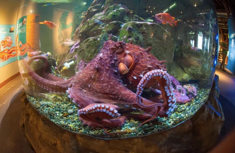 Display of an octopus