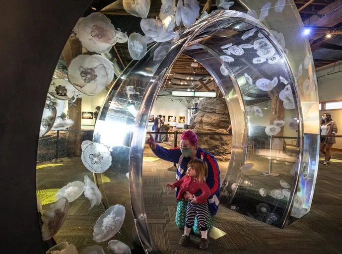 Transparent arch of jellyfish 