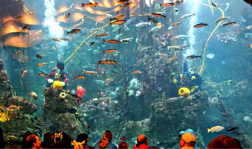 Underwater window with fish and coral 