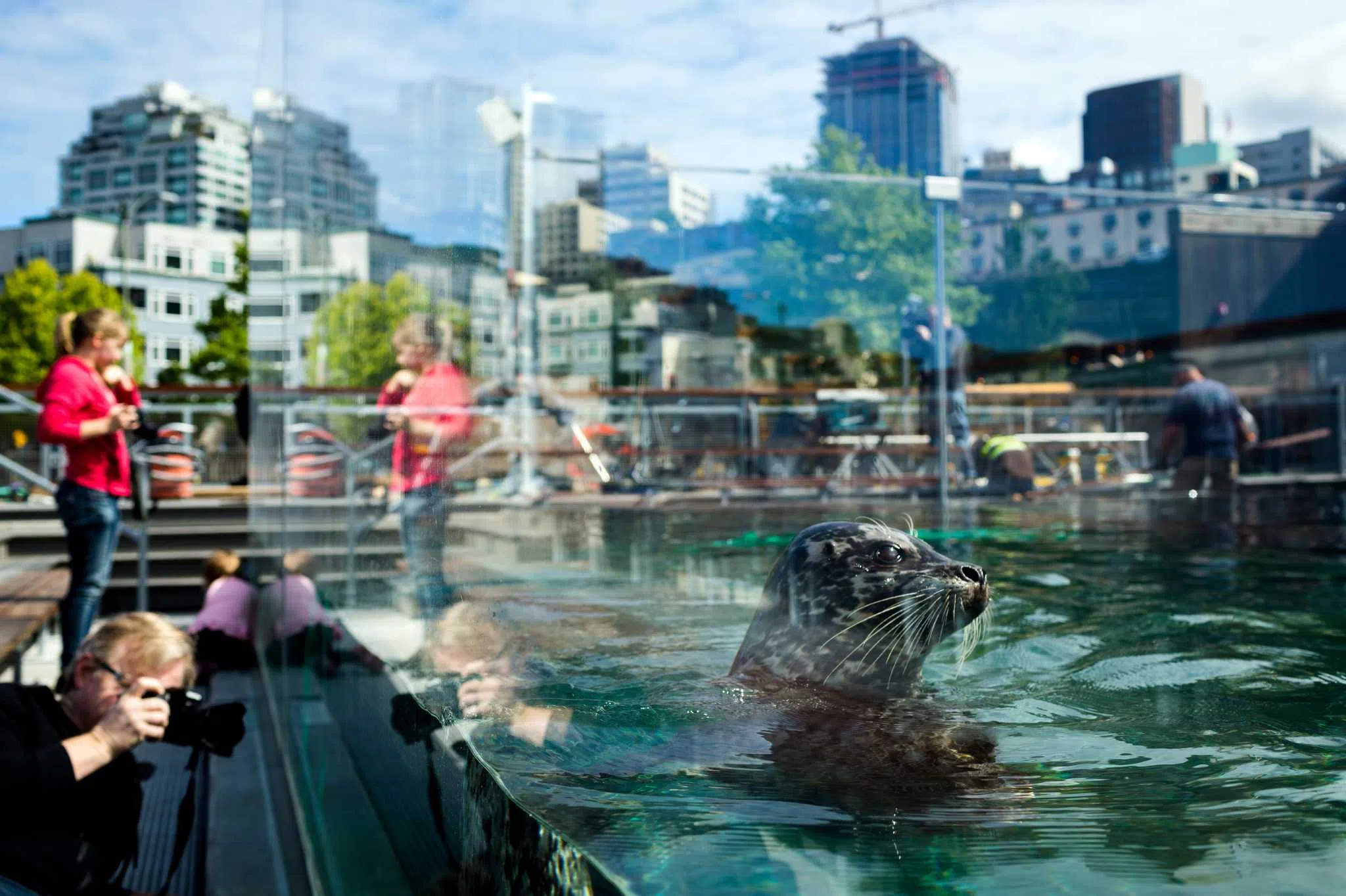 Seal showing at the aquarium