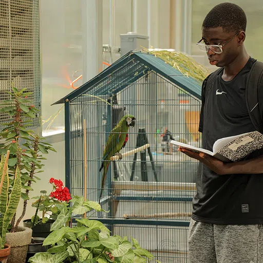 An OU student is completing an assignment near the bird cages wtihin the Creed Family Greenhouse.