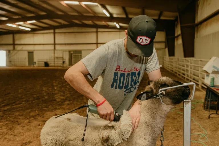 Student sheering sheep at the farm