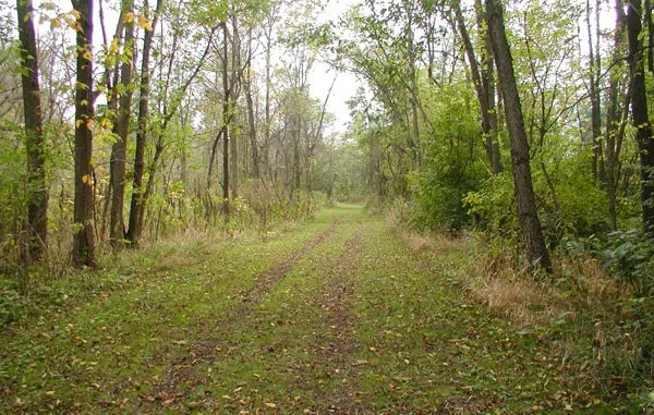 A grassy opening with trees lining the side. It is freshly mowed.