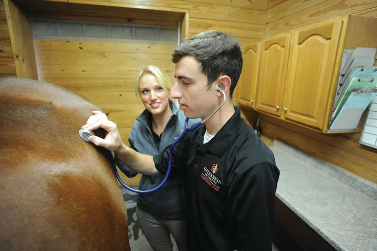 Horse Checkup