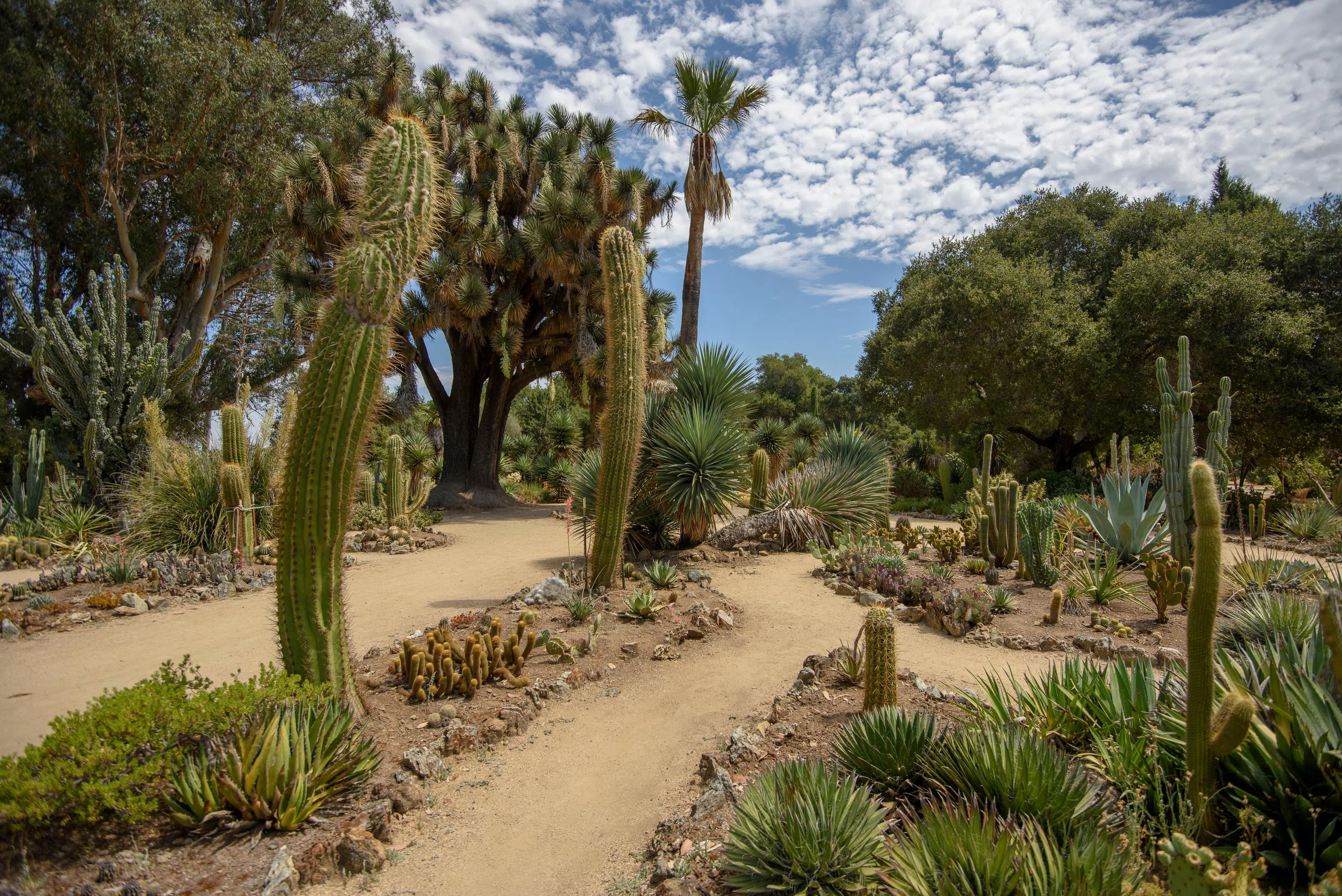 Multiple types of cactus and trees in an ornamental garden with pathways