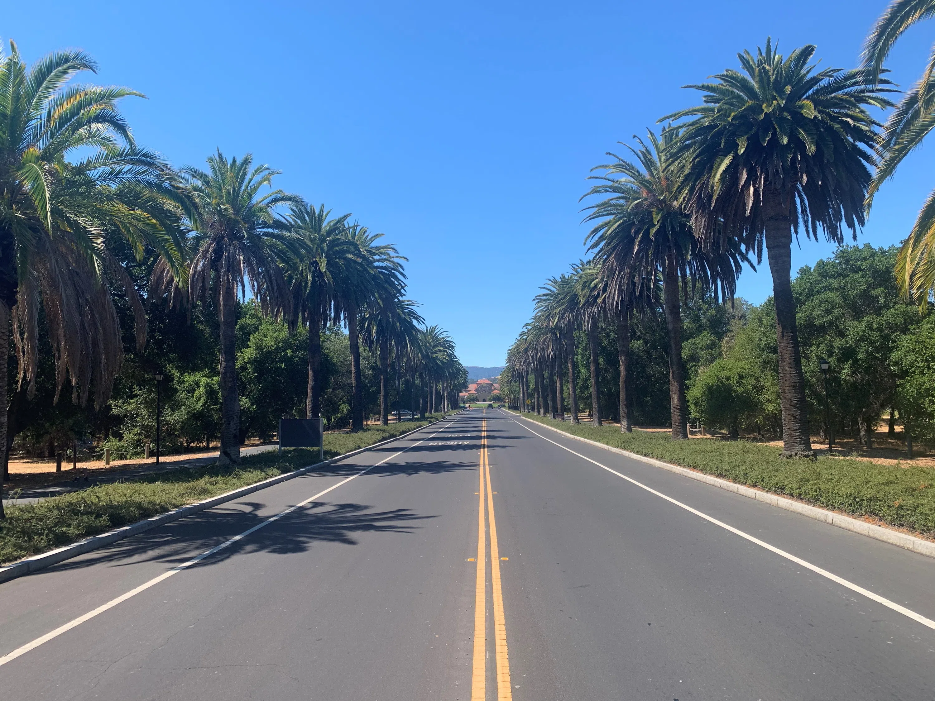 Long view of Palm Drive, the road leading to Stanford's Main Quad at the front of campus, lined on each side by palm trees