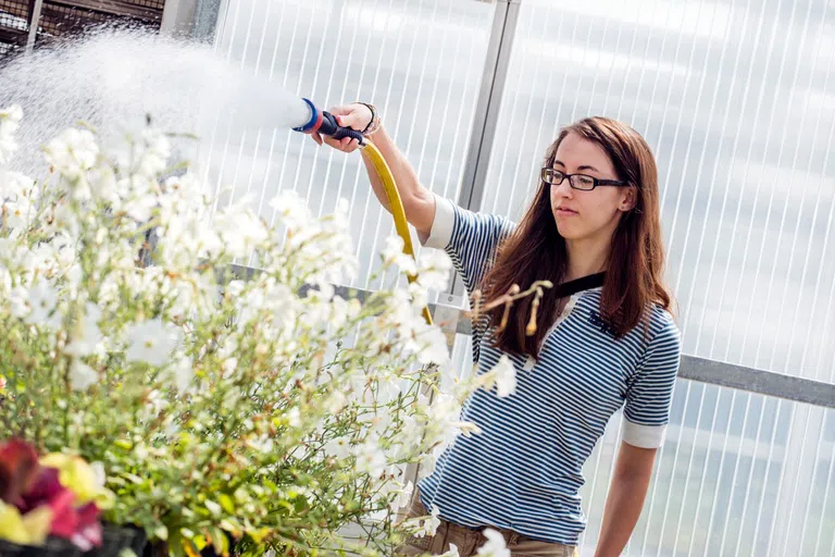 A student watering the plants inside the Greenhouse 