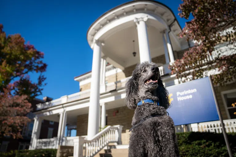 Omega (a standard poodle) sitting in front of the Purinton House 