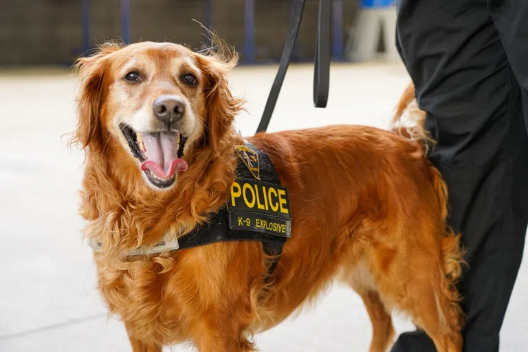 A dog wearing a police vest looks into the camera.