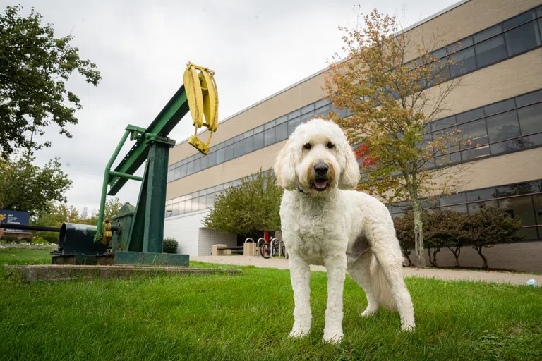 Jack the puppy stands in front of the Mineral Resources Building 