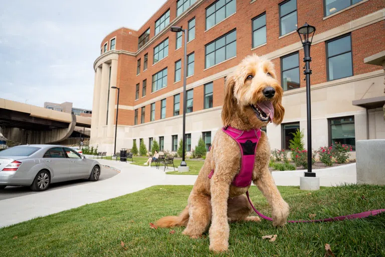 Maggie the GoldenDoodle sits in front of Hodges Hall 