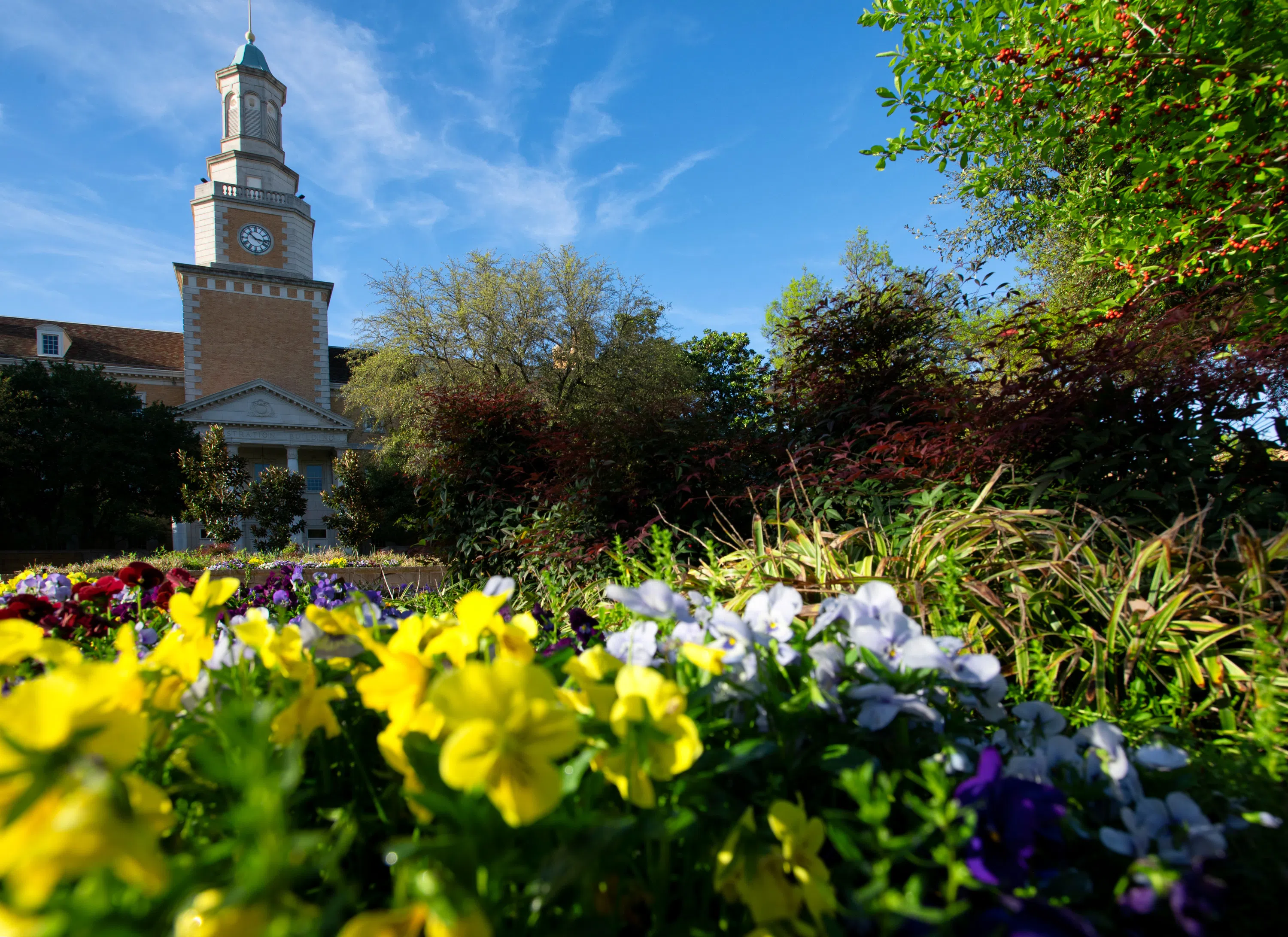 McConnell tower seen in the background of the image with blooming flowers in the foreground. 