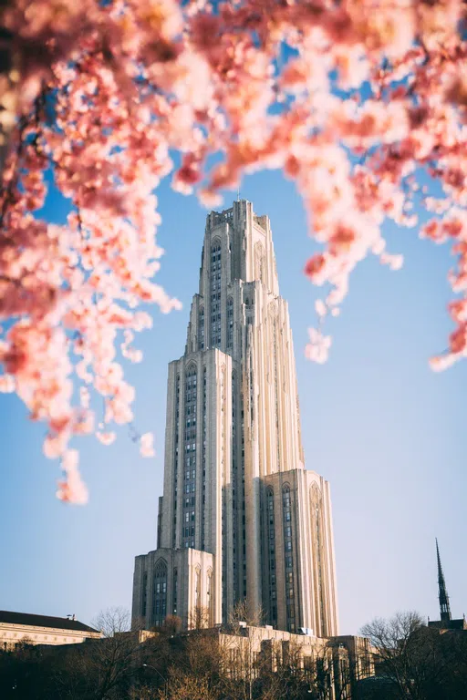 blossoms surround a view of the Cathedral of Learning