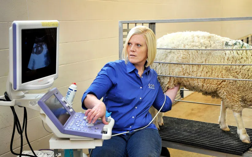 The NDSU sheep flock in Fargo is composed of purebred Hampshire, Columbia and Katahdin ewes, as well as commercial Whiteface ewes. 