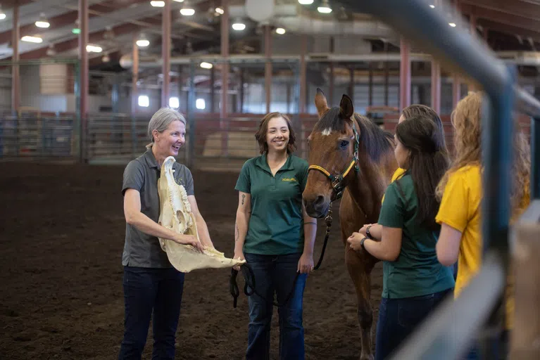 The Equine Science program at NDSU includes coursework in equestrian styles, nutrition and physiology, selection and management of the horse enterprise.